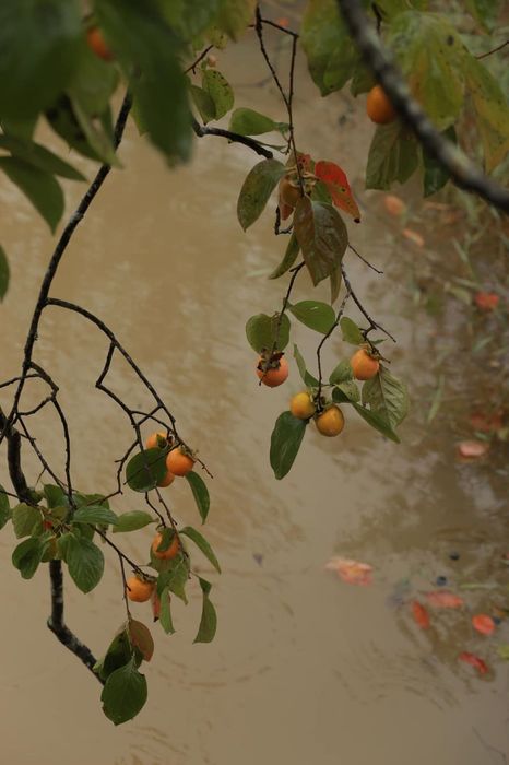 Những cơn mưa thu ở Đà Lạt mang lại cảm giác lãng đãng và đầy cảm xúc, làm động lòng người và khiến trái tim như rung động mãi.