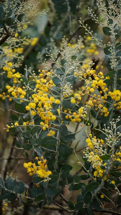 Ngất ngây vẻ đẹp của mùa hoa mimosa Đà Lạt trong những ngày đầu tháng 9