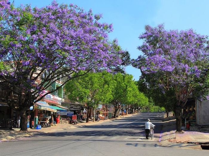 Muốn biết Đà Lạt đẹp nhất vào mùa nào? Hãy khám phá bí quyết trong thành phố mộng mơ này!