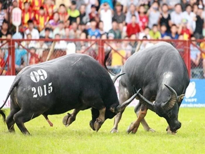 Các cuộc chọi trâu tại lễ hội Hải Phòng diễn ra với sự hào hứng và gay cấn, trong không khí reo hò đầy sôi động. Ảnh: Người Đưa Tin