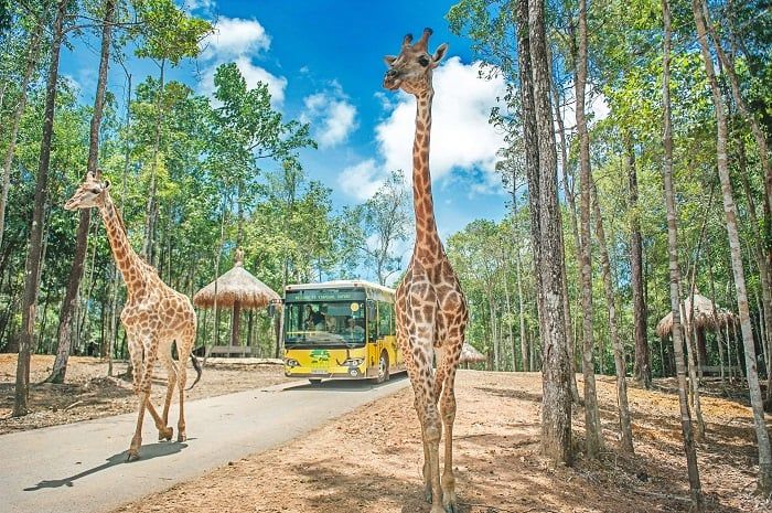 tấm vé Vinpearl Safari Phú Quốc