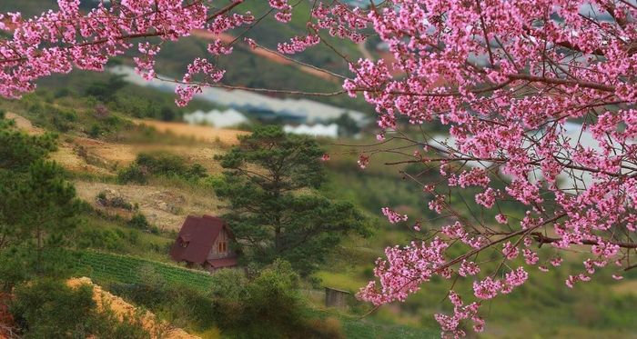 Muốn trải nghiệm Đà Lạt vào thời điểm nào là đẹp nhất?
