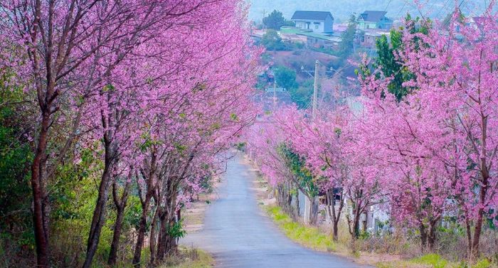 Muốn thăm Đà Lạt vào mùa nào đẹp nhất? Hãy cùng tìm hiểu