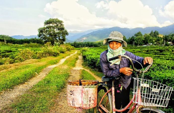 Đồi chè Đà Nẵng