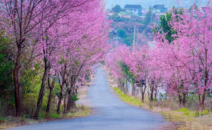 Đà Lạt thuộc cao nguyên nào