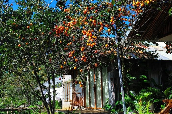 Đà Lạt nằm trên cao nguyên nào