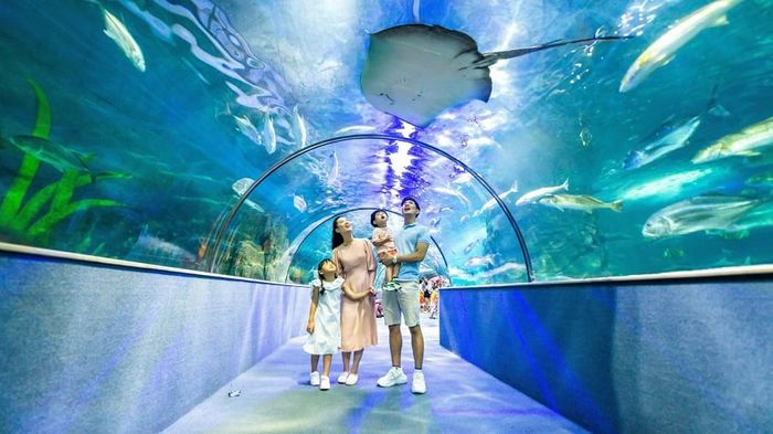 Tham quan thủy cung Vinpearl Aquarium 