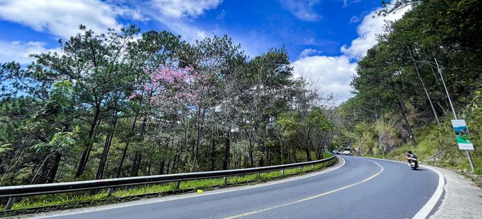 Rừng thông Đà Lạt được mệnh danh là linh hồn của thành phố hoa, là điểm dừng chân không thể bỏ qua khi đến với Đà Lạt.