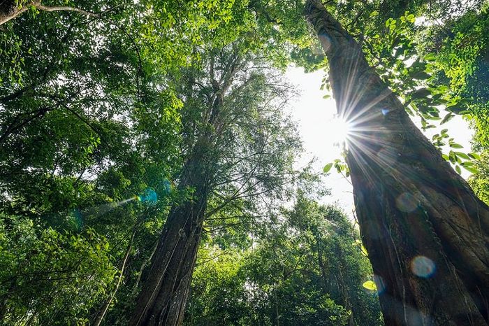 Rừng thông Đà Lạt là điểm đến đầy ấn tượng với sự phong phú của hệ sinh vật (Ảnh: Sưu tầm)