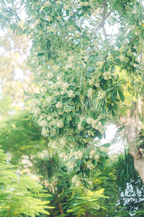 Mùa hoa sữa ở Đà Nẵng, hương thơm ngào ngạt làm say lòng người