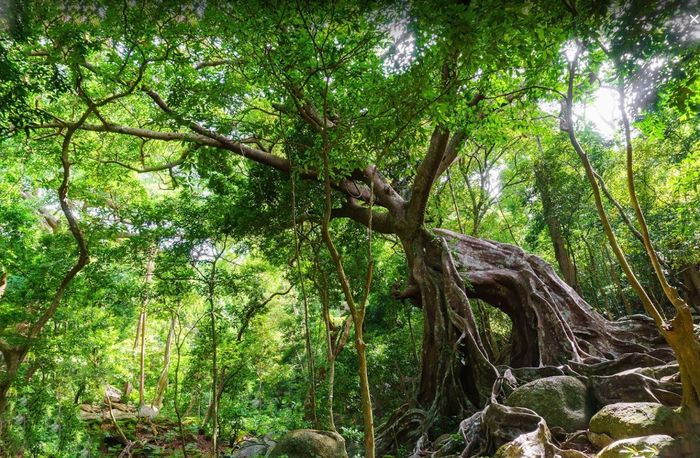 Trải nghiệm Nhất Lâm Thủy Trang Trà - Khám phá vẻ đẹp hoang sơ và đầy thi vị