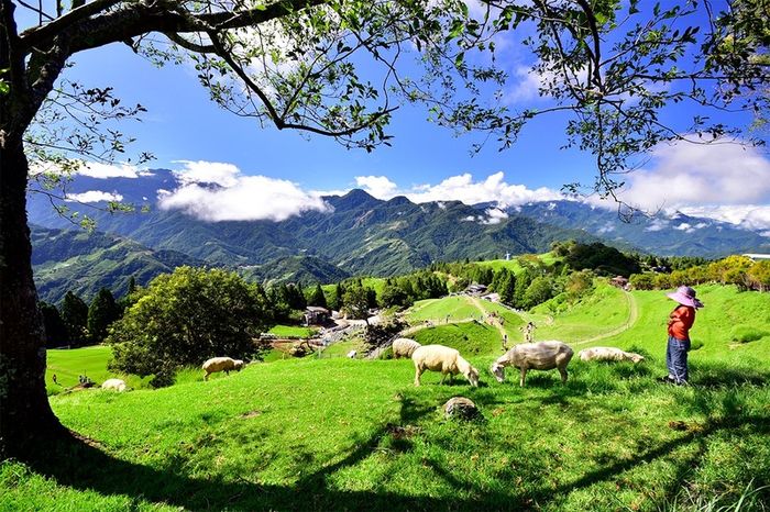 Tìm đến Qingjing Farm, điểm đến yên bình giữa núi Nam Đầu