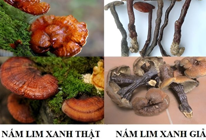 Nấm lim xanh đặc sản từ Quảng Nam