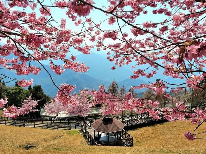 Tìm đường đến Qingjing Farm, điểm đến yên bình nằm tại núi Nam Đầu