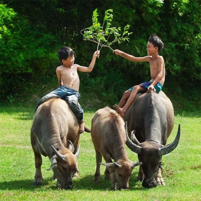 Lễ hội rước Mục Đồng Đà Nẵng độc đáo dành riêng cho trẻ em chăn trâu tại cồn cỏ