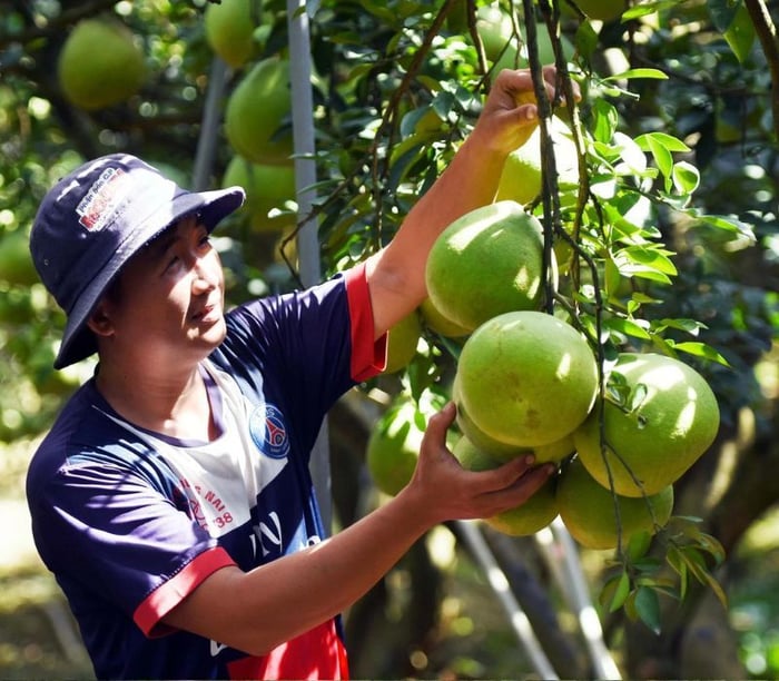 Làng bưởi Tân Triều với đặc sản nổi tiếng từ đất Đồng Nai 4