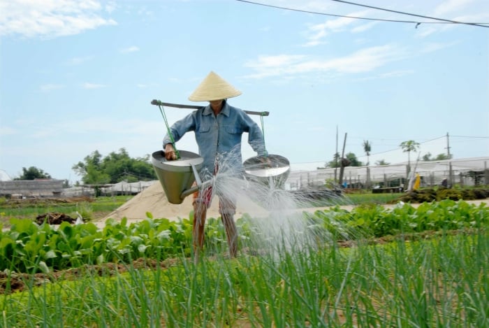 Trà Quế, làng rau truyền thống nổi tiếng