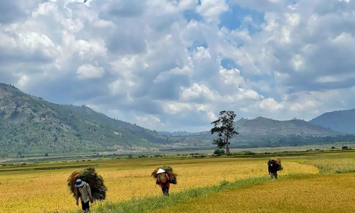 Cánh đồng Ngô Sơn, mảnh ghép đẹp mê hồn giữa rừng xanh ngút ngàn