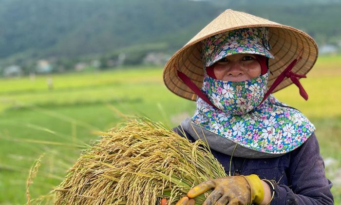 Cánh đồng Ngô Sơn, điểm nhấn tuyệt vời giữa rừng xanh ngút ngàn