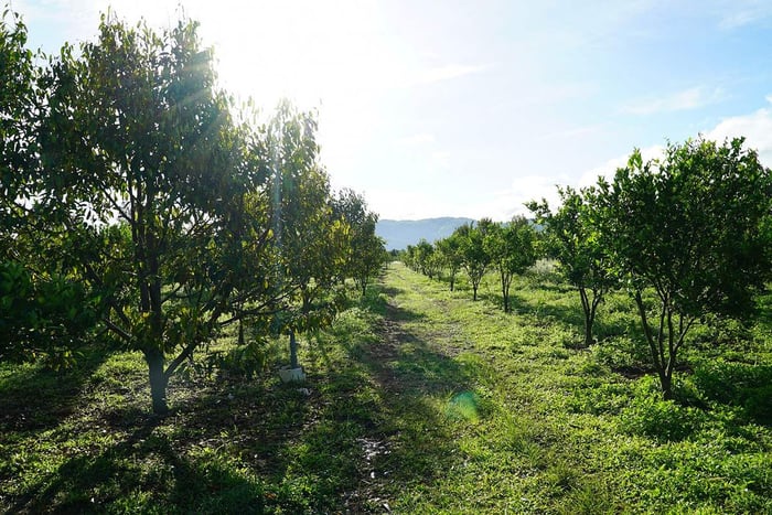 Ghé thăm Nông trại Huy Farm Gia Lai để thưởng thức sản phẩm hữu cơ từ trang trại