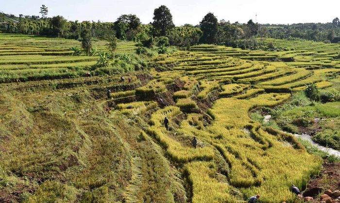 Ruộng bậc thang Đak Tơ Pê và vẻ đẹp hoang sơ của miền núi Gia Lai