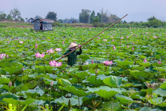 Vẻ đẹp hấp dẫn của Cánh đồng sen Phú Thiện