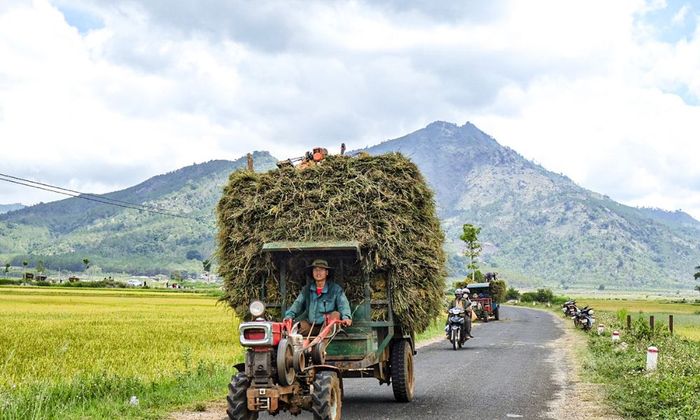 Cánh đồng Ngô Sơn, bức tranh đẹp giữa rừng xanh ngút ngàn