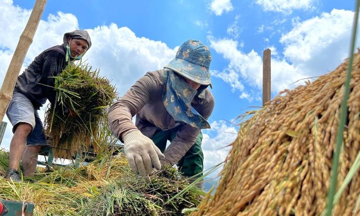 Cánh đồng Ngô Sơn, mảnh ghép đẹp mê hồn giữa rừng xanh ngút ngàn