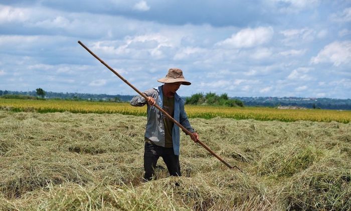 Cánh đồng Ngô Sơn, mảnh ghép đẹp giữa rừng xanh ngút ngàn