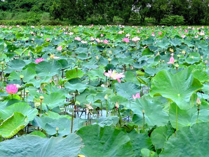 Khu du lịch sinh thái Mỹ Phước Thành, một miền Tây nhỏ bé giữa vùng đất Đồng Tháp