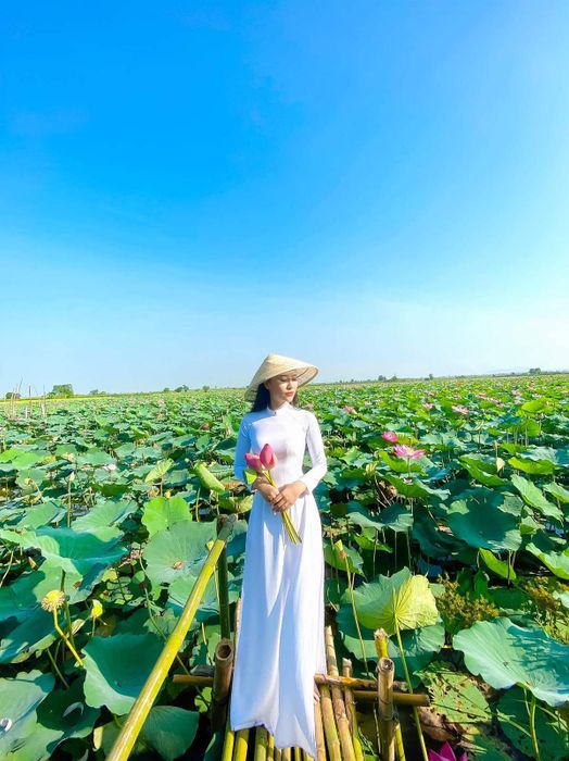 Cánh đồng sen Phú Thiện và vẻ đẹp lôi cuốn lòng người 6