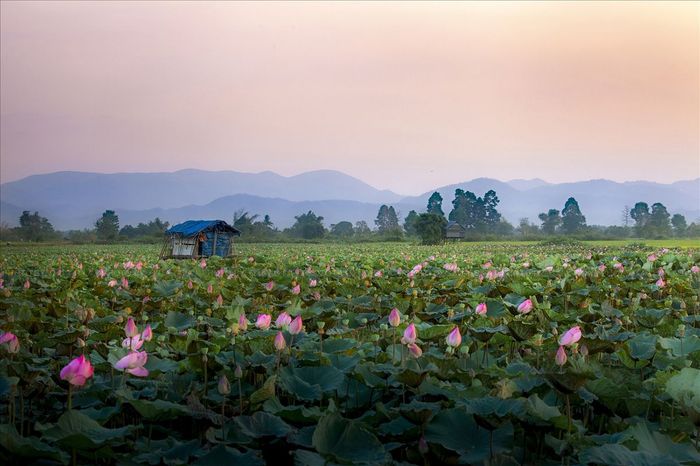 Cánh đồng sen Phú Thiện và vẻ đẹp lôi cuốn lòng người 5