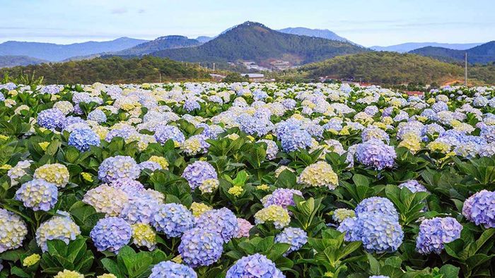 Mùa hoa cẩm tú cầu Đà Lạt - Thiên đường của những sắc màu thơ mộng 12