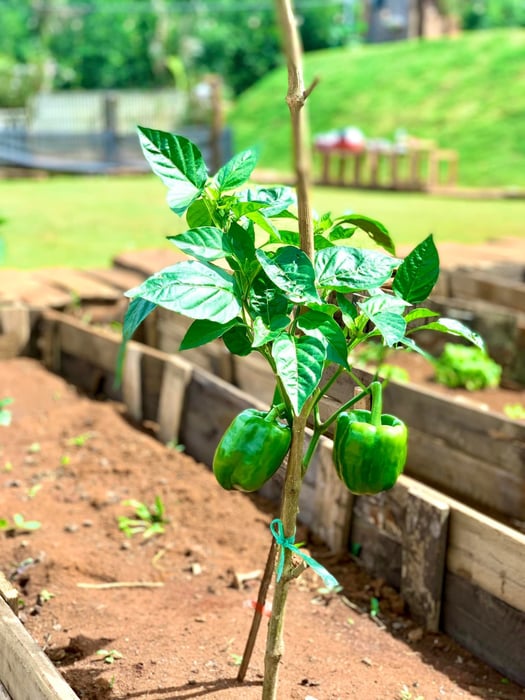 Thư giãn tại Thông Farm, quán cà phê với hàng nghìn góc view đẹp 8