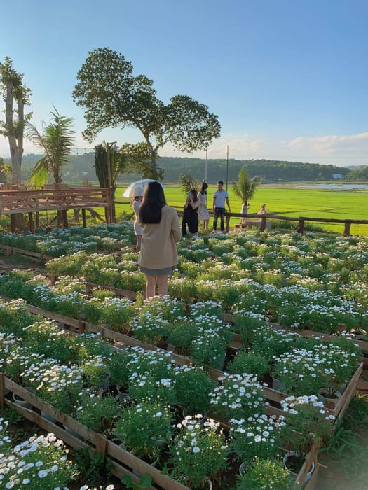 Thư giãn tại Thông Farm, quán cà phê với hàng nghìn góc view đẹp 9