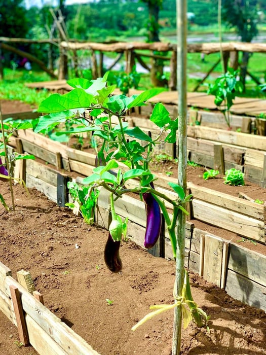 Thư giãn tại Thông Farm, quán cà phê với hàng nghìn góc view đẹp 10