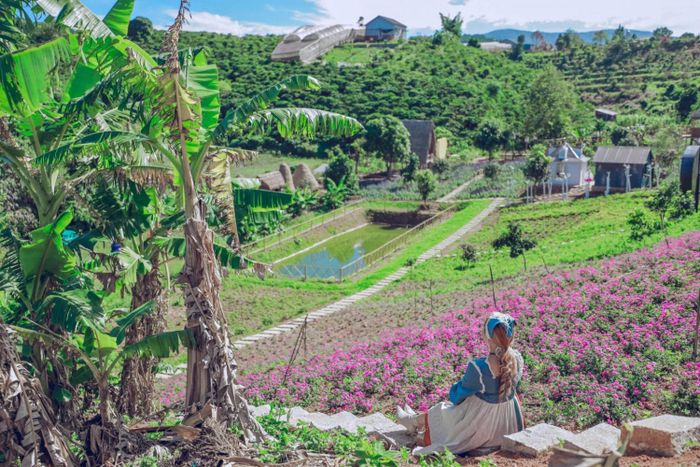 Đánh giá về những Cánh đồng hoa ở Đà Lạt tạo ra cảm giác sống ảo đẹp đến ngỡ ngàng