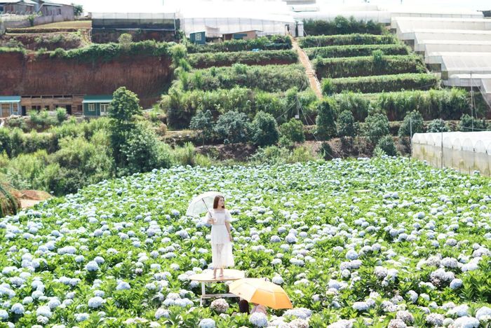 Đánh giá về những Cánh đồng hoa ở Đà Lạt tạo ra cảm giác sống ảo đẹp đến tận cùng