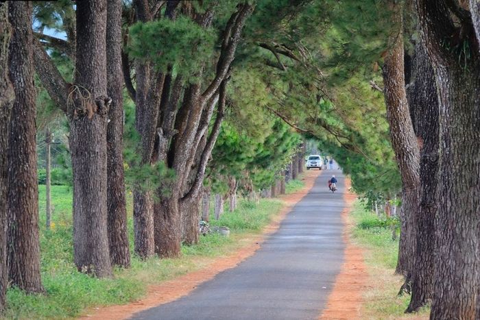 Hướng dẫn điều hành trên con đường hàng thông trăm tuổi Gia Lai từ A đến Z 2