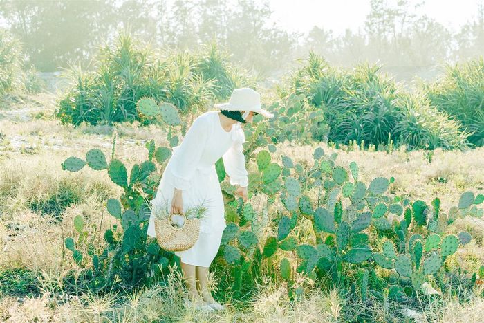 Phải lòng ngay Cánh đồng xương rồng Đà Nẵng từ cái nhìn đầu tiên 9