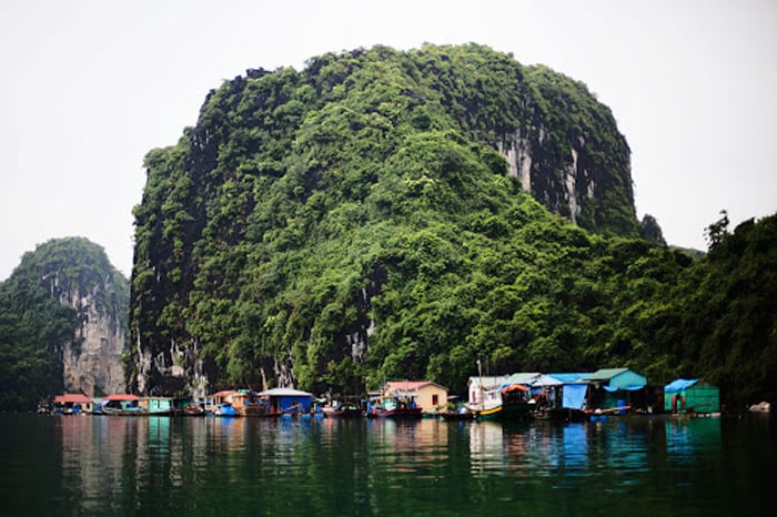 Vịnh Bái Tử Long