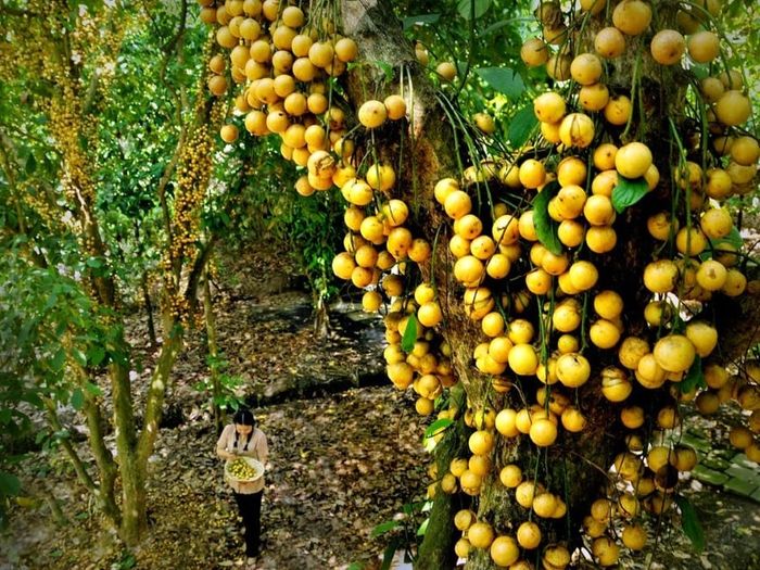 Du lịch Tiên Phước Quảng Nam