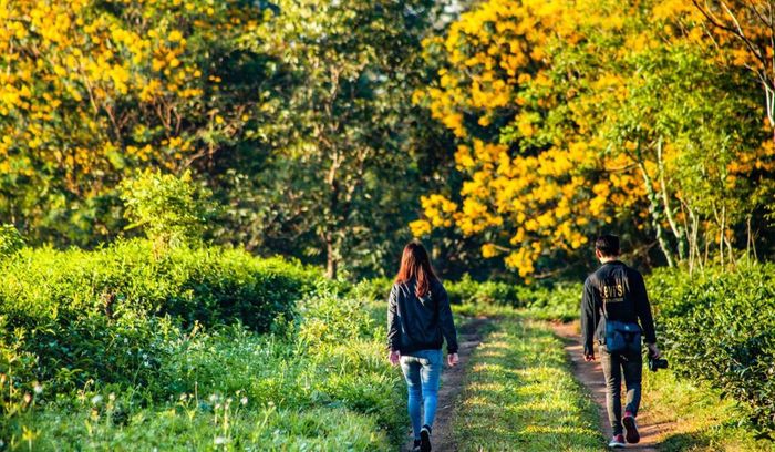 Khám phá Lễ hội hoa muồng vàng Gia Lai với đa dạng hoạt động thú vị