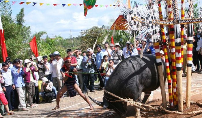 Tham gia vào Lễ hội đâm trâu sôi động tại Gia Lai 6