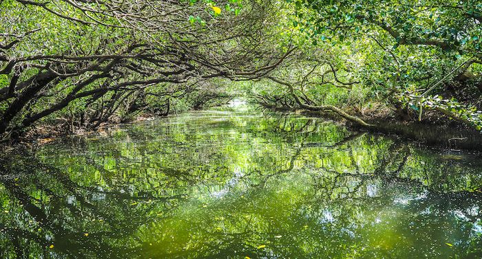 Trải nghiệm du lịch tuyệt vời tại Đài Nam, Đài Loan với Kênh ngập mặn tự nhiên Sicao Green.