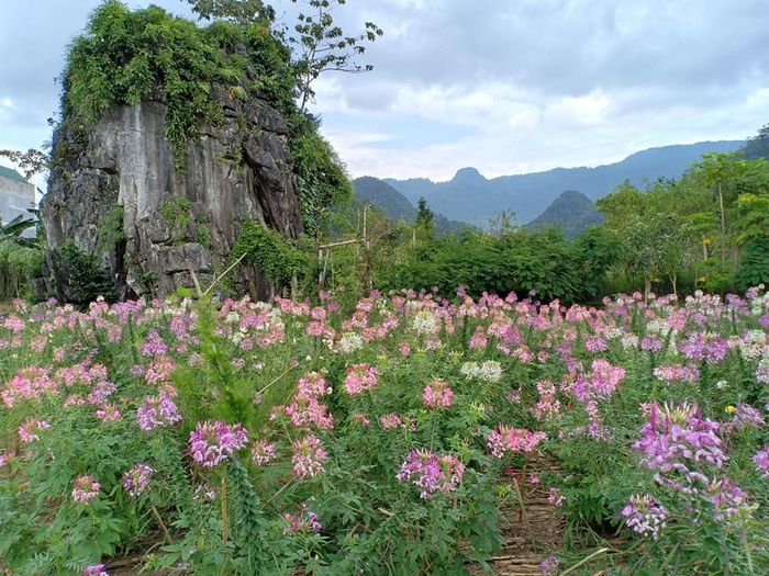 Săn mùa hoa tam giác mạch ở Thạch Sơn Thần Hà Giang kỳ bí 5