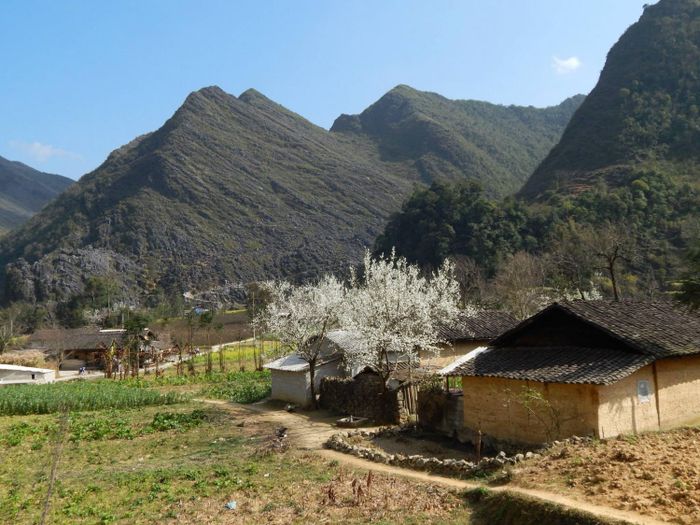 Mùa hoa lê trắng ở Hà Giang làm cho lòng người say đắm bởi vẻ đẹp dịu dàng và tinh tế