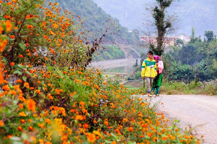 Nhớ về mùa hoa cúc dại Hà Giang, làm lòng người xiêu đắm 5