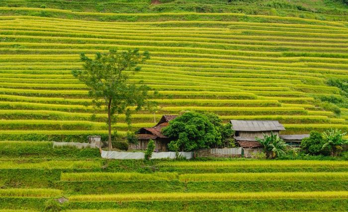 Mùa vàng ở Hoàng Su Phì - Vẻ đẹp yên bình giữa cao nguyên 3