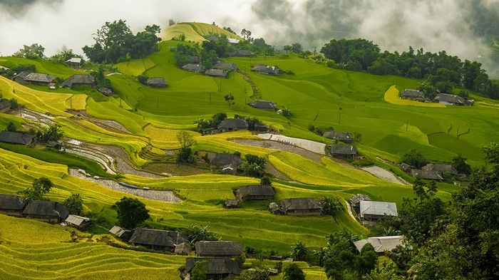 Mùa vàng tại Hoàng Su Phì - Vẻ đẹp yên bình giữa cao nguyên 4